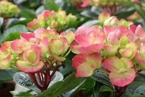 Grow: A Guide to Shade Garden Zone 9 Plants & Care | The Ultimate Gardening Guide: Grow a Thriving Garden Year-Round