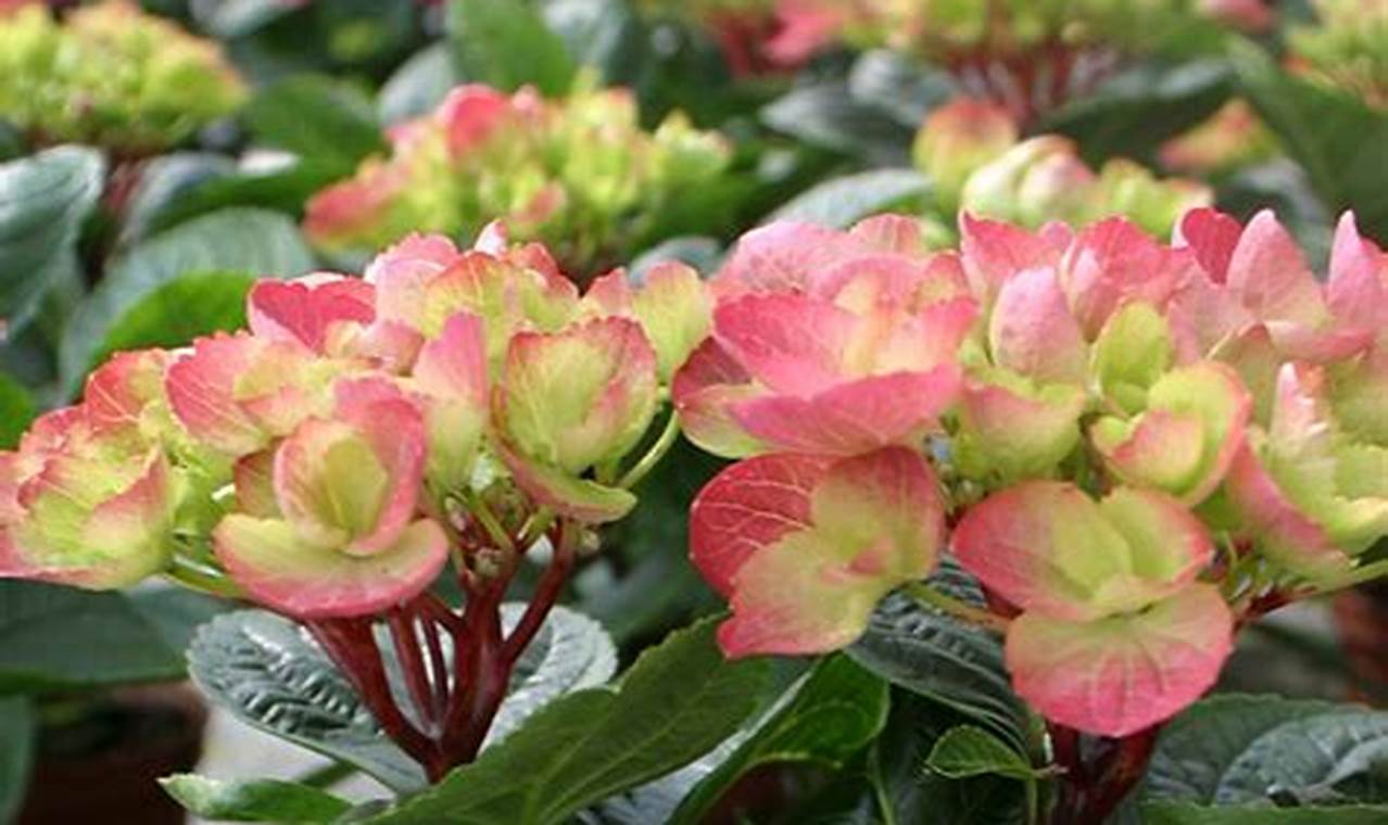 Grow: A Guide to Shade Garden Zone 9 Plants & Care | The Ultimate Gardening Guide: Grow a Thriving Garden Year-Round