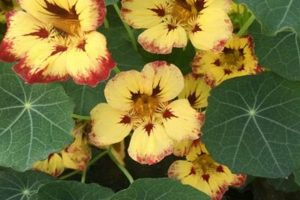 Grow Amazing Gardens with John Scheepers Kitchen Garden Seeds! | The Ultimate Gardening Guide: Grow a Thriving Garden Year-Round
