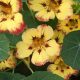 Grow Amazing Gardens with John Scheepers Kitchen Garden Seeds! | The Ultimate Gardening Guide: Grow a Thriving Garden Year-Round