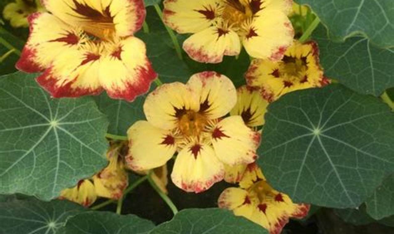 Grow Amazing Gardens with John Scheepers Kitchen Garden Seeds! | The Ultimate Gardening Guide: Grow a Thriving Garden Year-Round