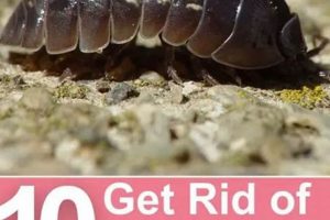 Pest-Free Garden: How to Get Rid of Pill Bugs Naturally The Ultimate Gardening Guide: Grow a Thriving Garden Year-Round Pest-Free Garden: How to Get Rid of Pill Bugs Naturally | The Ultimate Gardening Guide: Grow a Thriving Garden Year-Round