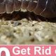 Pest-Free Garden: How to Get Rid of Pill Bugs Naturally | The Ultimate Gardening Guide: Grow a Thriving Garden Year-Round