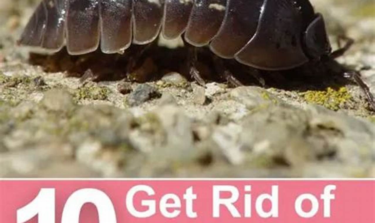 Pest-Free Garden: How to Get Rid of Pill Bugs Naturally The Ultimate Gardening Guide: Grow a Thriving Garden Year-Round Pest-Free Garden: How to Get Rid of Pill Bugs Naturally | The Ultimate Gardening Guide: Grow a Thriving Garden Year-Round