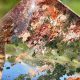 Discover Unique Garden Quartz Crystals: Nature Inside! | The Ultimate Gardening Guide: Grow a Thriving Garden Year-Round