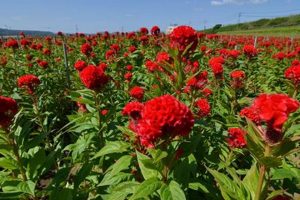Grow Red Garden Flowers: Care & Beauty Tips The Ultimate Gardening Guide: Grow a Thriving Garden Year-Round Grow Red Garden Flowers: Care & Beauty Tips | The Ultimate Gardening Guide: Grow a Thriving Garden Year-Round