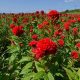 Grow Red Garden Flowers: Care & Beauty Tips | The Ultimate Gardening Guide: Grow a Thriving Garden Year-Round