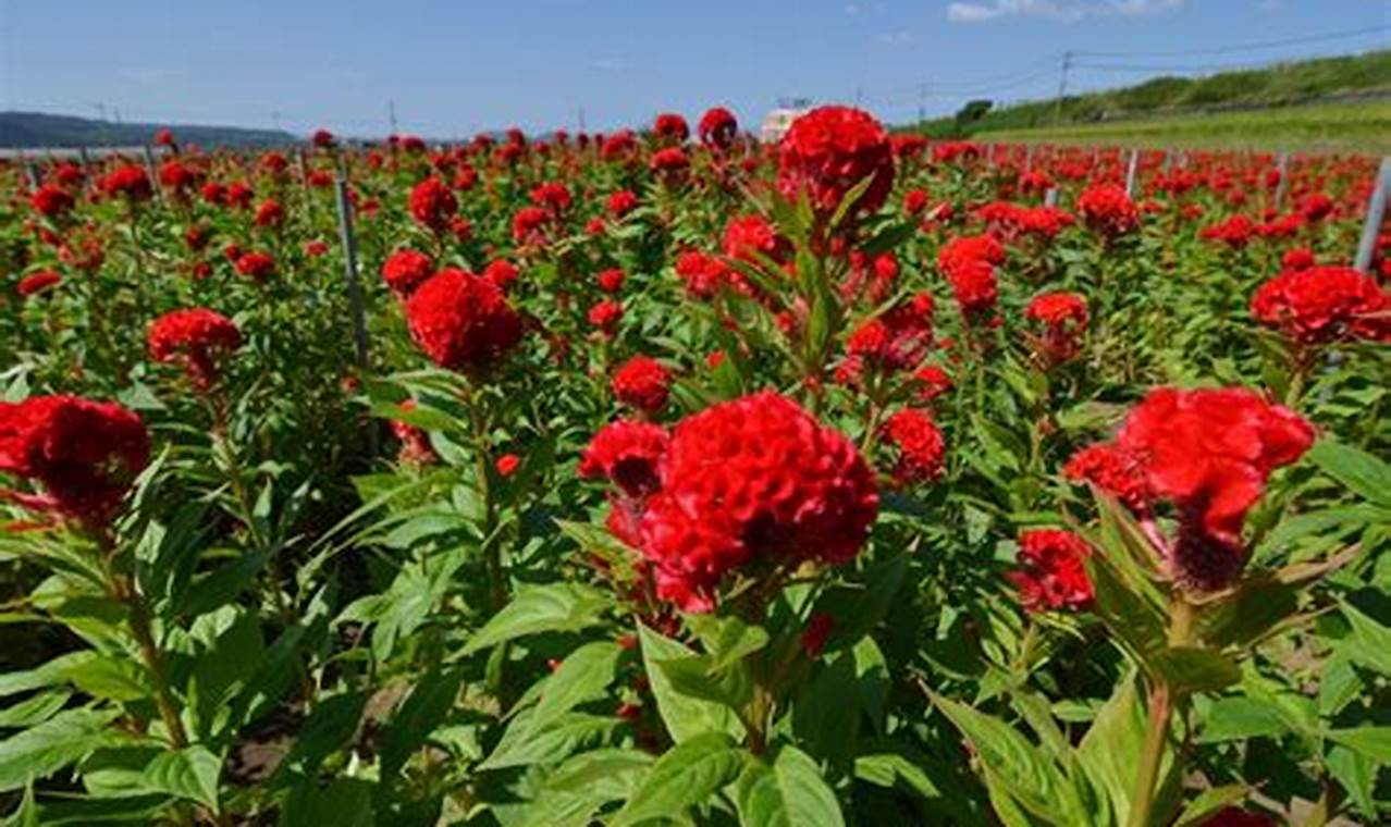 Grow Red Garden Flowers: Care & Beauty Tips The Ultimate Gardening Guide: Grow a Thriving Garden Year-Round Grow Red Garden Flowers: Care & Beauty Tips | The Ultimate Gardening Guide: Grow a Thriving Garden Year-Round