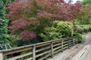 Explore Whitney Garden: Art, Nature, & Blooms! | The Ultimate Gardening Guide: Grow a Thriving Garden Year-Round