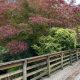 Explore Whitney Garden: Art, Nature, & Blooms! | The Ultimate Gardening Guide: Grow a Thriving Garden Year-Round