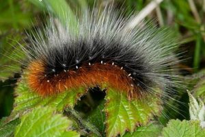 Spotting Garden Tiger Caterpillars: A Garden Guide | The Ultimate Gardening Guide: Grow a Thriving Garden Year-Round