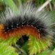 Spotting Garden Tiger Caterpillars: A Garden Guide | The Ultimate Gardening Guide: Grow a Thriving Garden Year-Round