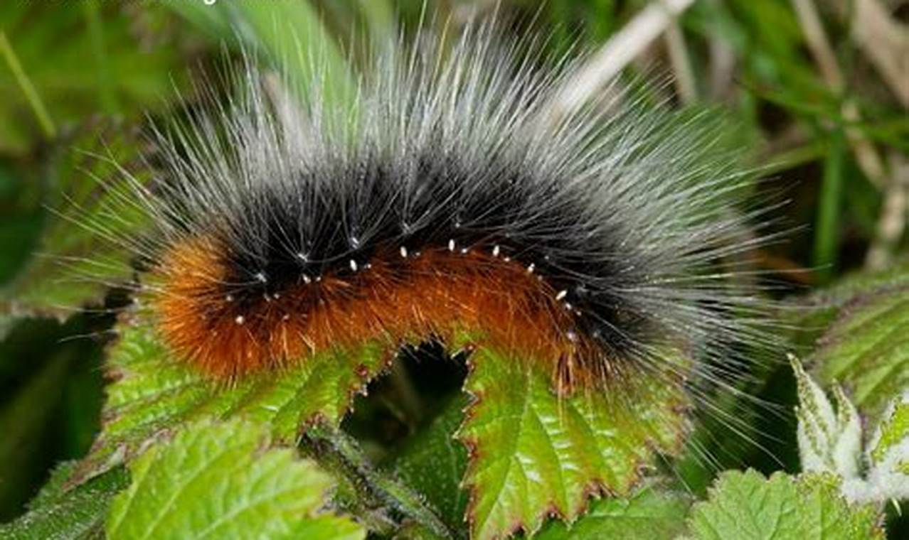 Spotting Garden Tiger Caterpillars: A Garden Guide | The Ultimate Gardening Guide: Grow a Thriving Garden Year-Round