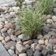 Enhance Your Garden: River Rock Garden Stones Today! | The Ultimate Gardening Guide: Grow a Thriving Garden Year-Round