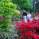 Explore: Ruby M Mize Azalea Garden Guide & Tips | The Ultimate Gardening Guide: Grow a Thriving Garden Year-Round