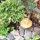Best Garden Dish Ideas: Grow & Decorate! | The Ultimate Gardening Guide: Grow a Thriving Garden Year-Round