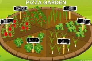 Grow Your Own Garden Pizza: From Seed to Slice! | The Ultimate Gardening Guide: Grow a Thriving Garden Year-Round