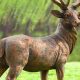 Deer Garden Statuary: Elegant Yard Decor | The Ultimate Gardening Guide: Grow a Thriving Garden Year-Round