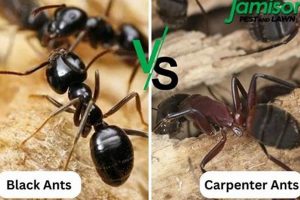 Garden Pest: Black Garden Ant vs Carpenter Ant Damage | The Ultimate Gardening Guide: Grow a Thriving Garden Year-Round