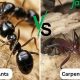 Garden Pest: Black Garden Ant vs Carpenter Ant Damage | The Ultimate Gardening Guide: Grow a Thriving Garden Year-Round
