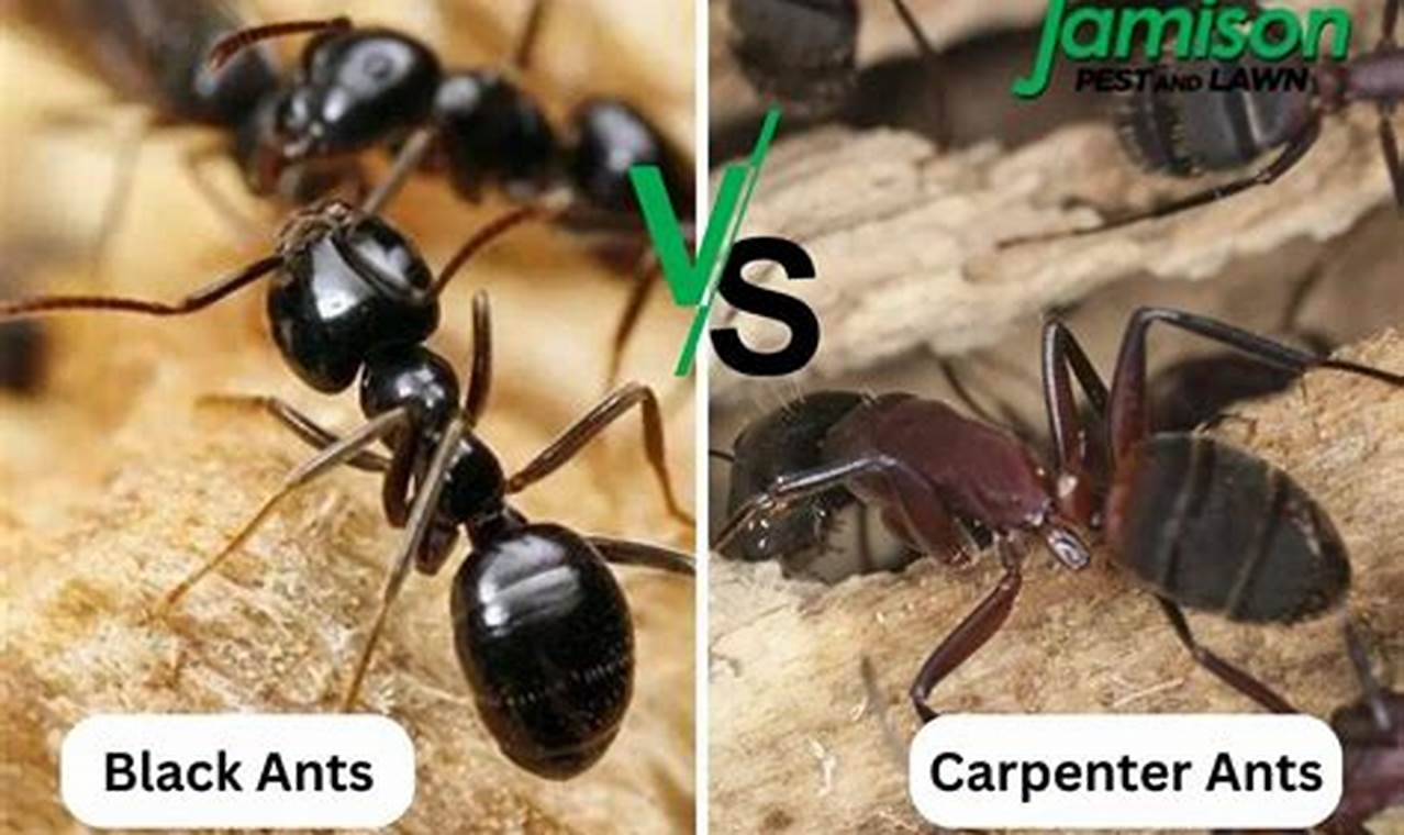 Garden Pest: Black Garden Ant vs Carpenter Ant Damage | The Ultimate Gardening Guide: Grow a Thriving Garden Year-Round