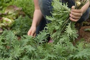 Grow Garden Rocket Plant: Arugula Secrets & Tips | The Ultimate Gardening Guide: Grow a Thriving Garden Year-Round