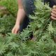 Grow Garden Rocket Plant: Arugula Secrets & Tips | The Ultimate Gardening Guide: Grow a Thriving Garden Year-Round