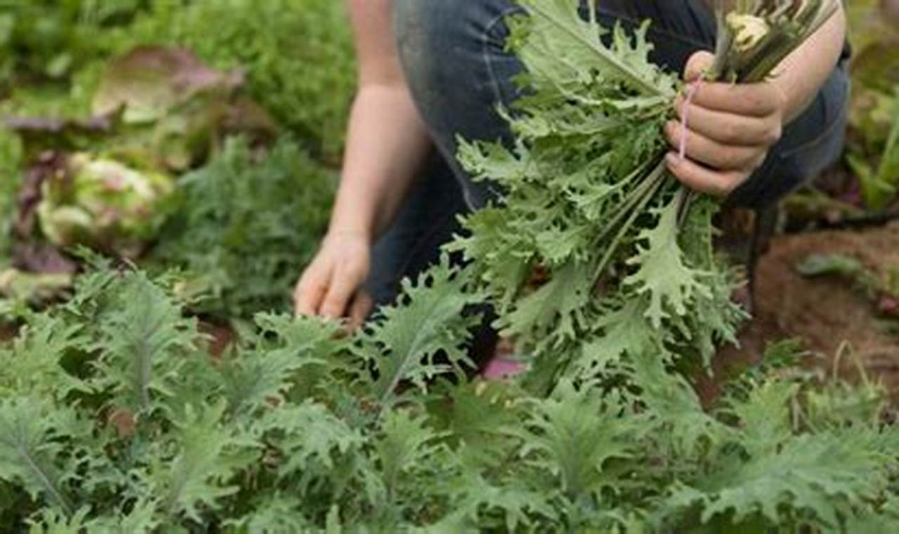 Grow Garden Rocket Plant: Arugula Secrets & Tips | The Ultimate Gardening Guide: Grow a Thriving Garden Year-Round