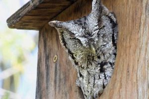 Create an Owl Garden Oasis: Tips & Tricks | The Ultimate Gardening Guide: Grow a Thriving Garden Year-Round