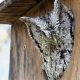 Create an Owl Garden Oasis: Tips & Tricks | The Ultimate Gardening Guide: Grow a Thriving Garden Year-Round
