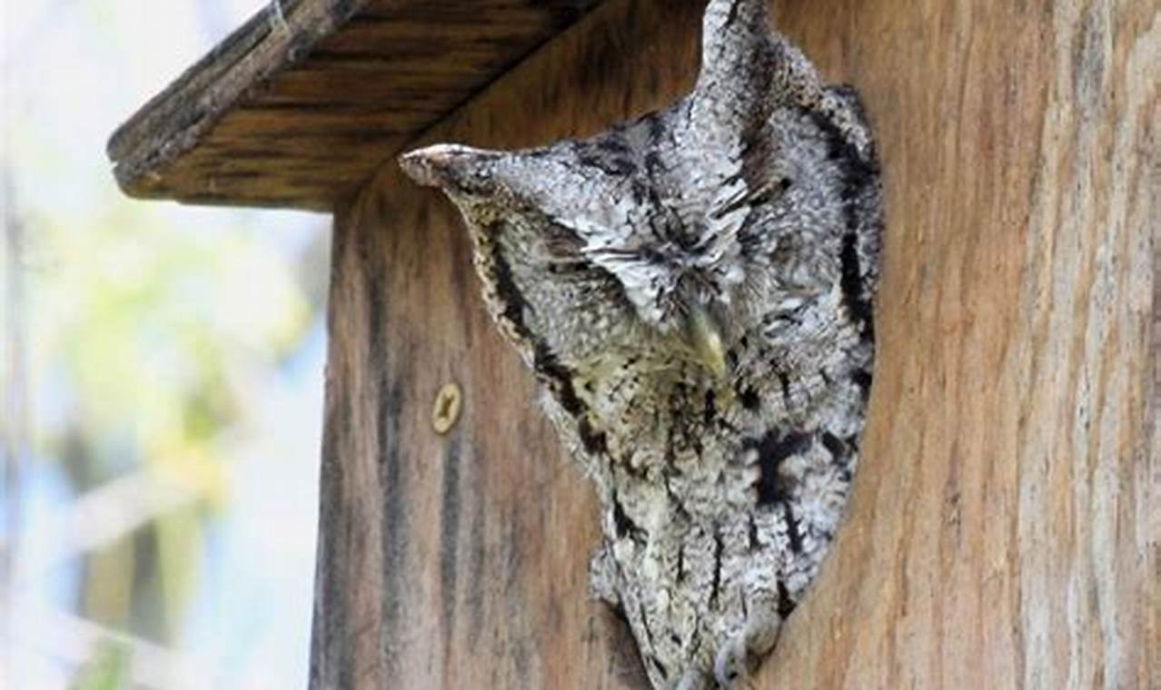 Create an Owl Garden Oasis: Tips & Tricks | The Ultimate Gardening Guide: Grow a Thriving Garden Year-Round