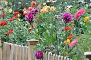 Design a Stunning Front Yard Dahlia Garden: Ideas & Tips | The Ultimate Gardening Guide: Grow a Thriving Garden Year-Round
