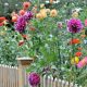 Design a Stunning Front Yard Dahlia Garden: Ideas & Tips | The Ultimate Gardening Guide: Grow a Thriving Garden Year-Round