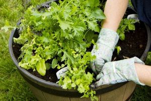 Best Garden Containers for Vegetables: Grow Your Own! The Ultimate Gardening Guide: Grow a Thriving Garden Year-Round Best Garden Containers for Vegetables: Grow Your Own! | The Ultimate Gardening Guide: Grow a Thriving Garden Year-Round