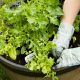 Best Garden Containers for Vegetables: Grow Your Own! | The Ultimate Gardening Guide: Grow a Thriving Garden Year-Round