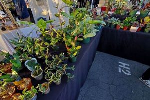 DIY Garden at the Flea: Upcycled Oasis Ideas The Ultimate Gardening Guide: Grow a Thriving Garden Year-Round DIY Garden at the Flea: Upcycled Oasis Ideas | The Ultimate Gardening Guide: Grow a Thriving Garden Year-Round