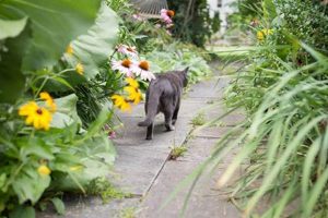 Why Your Garden Needs a Garden Cat: Benefits & Tips | The Ultimate Gardening Guide: Grow a Thriving Garden Year-Round