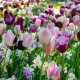 Your Spring & Garden Oasis: Tips & Tricks | The Ultimate Gardening Guide: Grow a Thriving Garden Year-Round