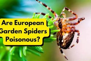 Are Garden Spiders Harmful The Ultimate Gardening Guide: Grow a Thriving Garden Year-Round Are Garden Spiders Harmful | The Ultimate Gardening Guide: Grow a Thriving Garden Year-Round