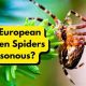 Are Garden Spiders Harmful | The Ultimate Gardening Guide: Grow a Thriving Garden Year-Round