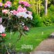 Explore a Stunning Thuja Garden Oasis! | The Ultimate Gardening Guide: Grow a Thriving Garden Year-Round