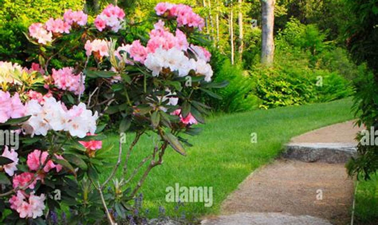 Explore a Stunning Thuja Garden Oasis! | The Ultimate Gardening Guide: Grow a Thriving Garden Year-Round