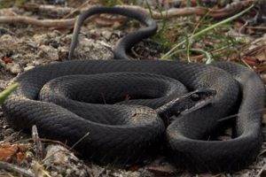Backyard Black Garden Snakes in Florida: ID &amp; More! | The Ultimate Gardening Guide: Grow a Thriving Garden Year-Round
