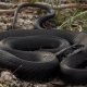 Backyard Black Garden Snakes in Florida: ID &amp; More! | The Ultimate Gardening Guide: Grow a Thriving Garden Year-Round