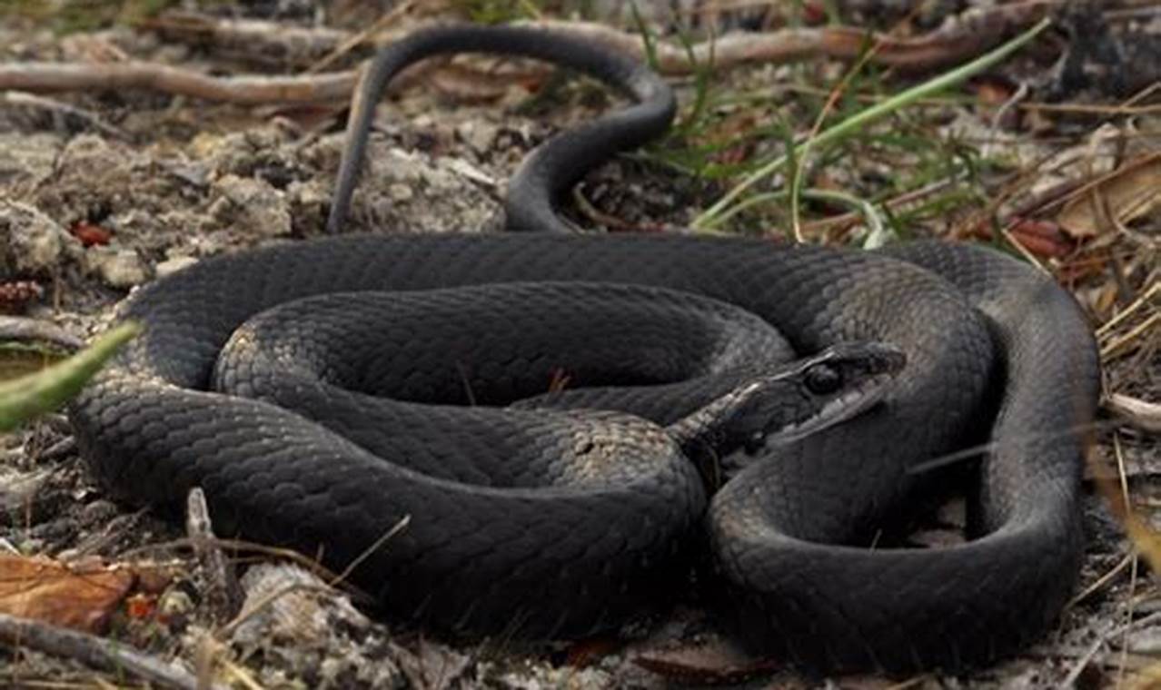 Backyard Black Garden Snakes in Florida: ID &amp; More! | The Ultimate Gardening Guide: Grow a Thriving Garden Year-Round
